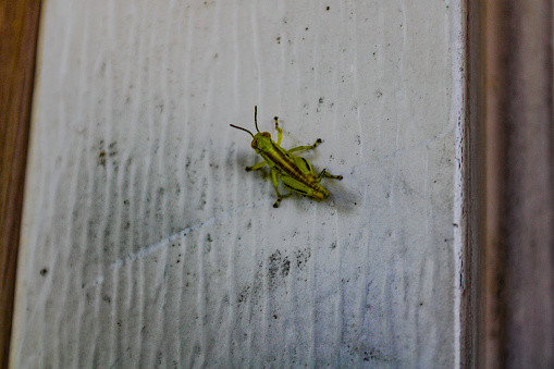 Grasshopper sitting on the side of a wall