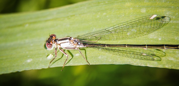Damselflies are flying insects of the suborder Zygoptera in the order Odonata. They are similar to dragonflies, which constitute the other odonatan suborder, Anisoptera, but are smaller and have slimmer bodies.