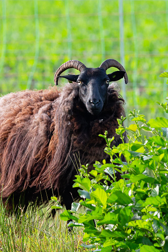 Daytime close-up of a single brown Hebridean ram looking at the camera on a sunny spring day in a grass area