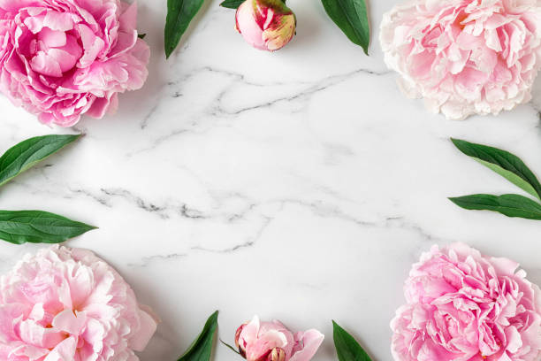 istock Flower composition. Frame made of pink peony flowers on white marble background. Flat lay. Top view 1403900523