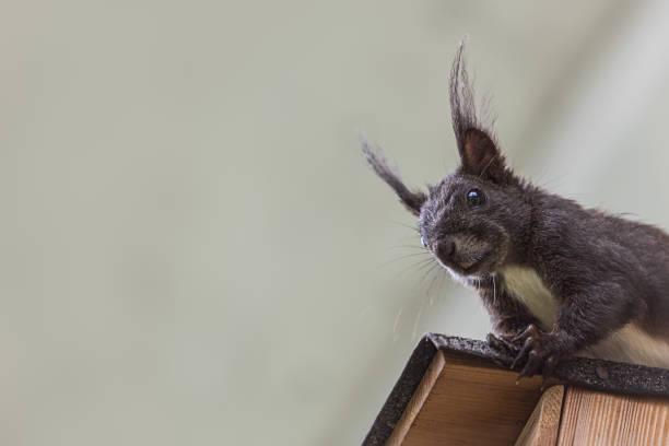 A curious, dark brown Red Sqirrel sitting on a bird box facing at camera, sciurus vulgaris