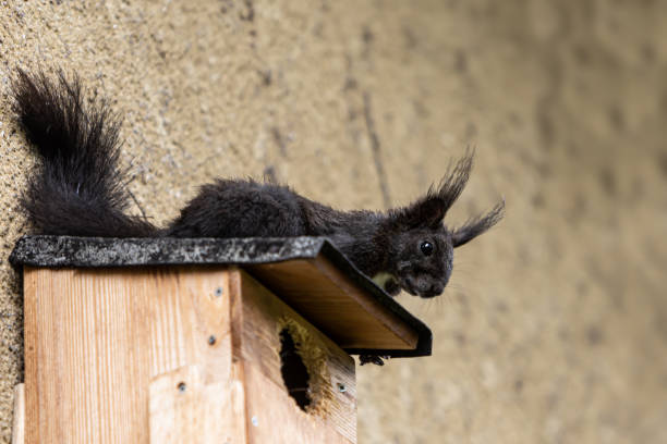istock From high above, a curious black Red Squirrel observes the surroundings, sciurus vulgaris 1403900592