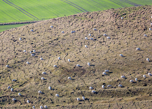 Next to the Alton Barnes White Horse,on a sunny winter afternoon,distant sheep making abstract patterns on the hill in bright sunlight.