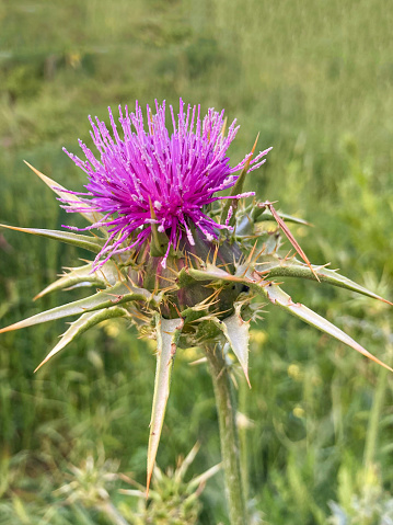 A thistle blooming in a meadow.
