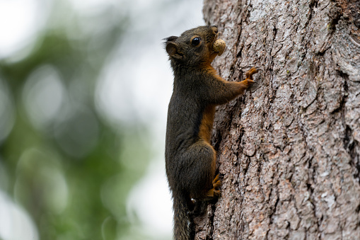 A gray squirrel eats berries in a shrub of Viburnum obier.
