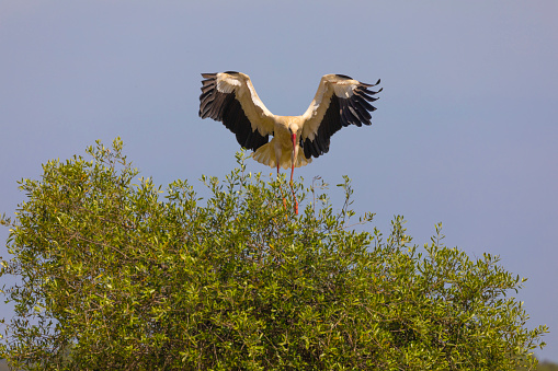 A White Stork, Ciconia ciconia, landing on a bush in Coto Doñana, Andalucía, Spain, Copy space and cropping options.