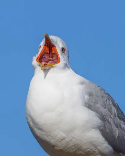 Photo of Common gull, mew gull, or sea mew big yawn