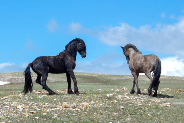 Two Stallions fighting on the mountaintop in Wyoming United States stock photo