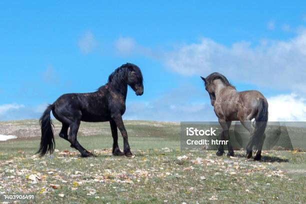 Two Stallions Fighting On The Mountaintop In Wyoming United States Stock Photo - Download Image Now