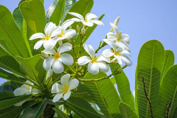 Photo of White Frangipani flower Plumeria alba with green leaves