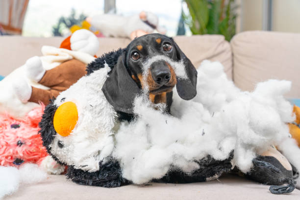 253 Taxidermy Dog Stock Photos, Pictures & Royalty-Free Images - iStock |  Stuffed dog