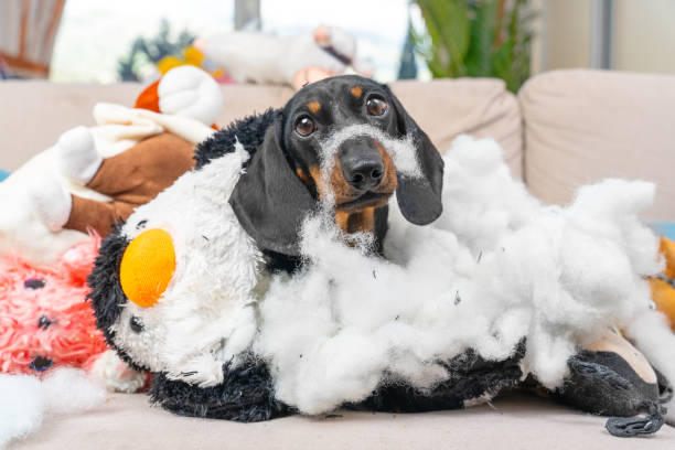 Dachshund puppy is sitting on the couch with innocent look, and around him bunch of torn stuffed toys. Dog lacks attention of owner and she chewed toys out of boredom. The hunter instinct in dogs Dachshund puppy is sitting on the couch with innocent look, and around him bunch of torn stuffed toys. Dog lacks attention of owner and she chewed toys out of boredom. The hunter instinct in dogs. taxidermy stock pictures, royalty-free photos & images