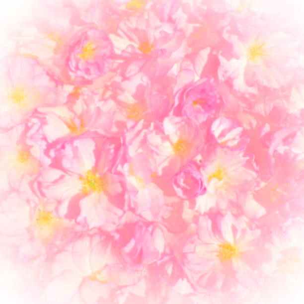 illustrazioni stock, clip art, cartoni animati e icone di tendenza di fiori rosa ciliegio sakura sfondo. illustrazione della parete del fiore. messa a fuoco selettiva morbida. cartolina delle vacanze. petali rosa e stami gialli. arte sfocata. fiore di ciliegio di chiba. stile ad acquerello - toned image pink sakura cherry blossom