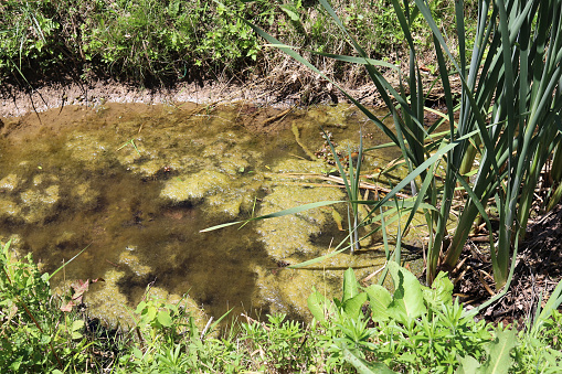 Green algae on stagnant water