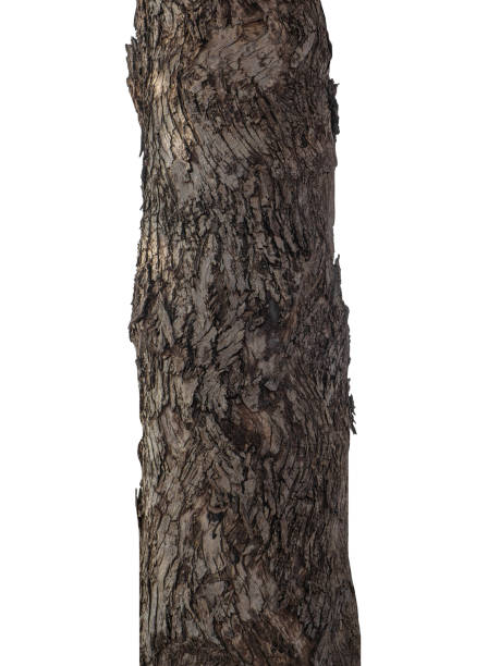istock Trunk of a Tree Isolated On White Background 1403913104