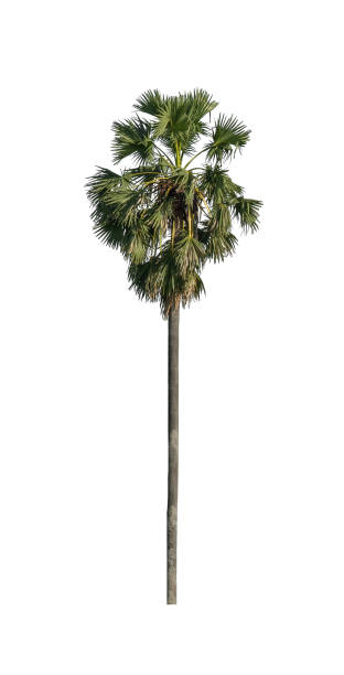 istock sugar palm that are isolated on a white background are suitable for both printing and web pages 1403913110