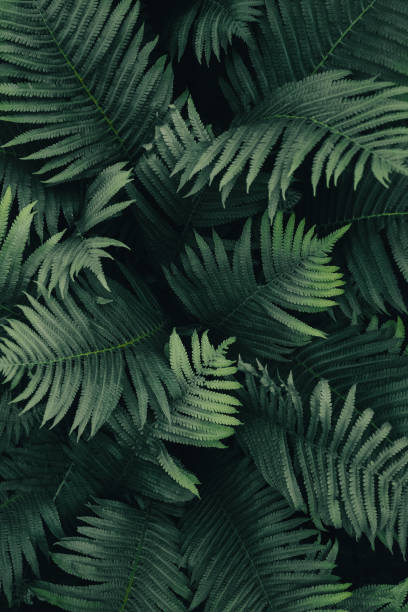 istock Forest ferns background, dark green leaves texture, low light plants pattern 1403913846