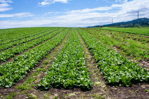 Lettuce Farm, Victoria, British Columbia, Canada stock photo