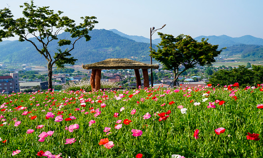Beautiful spring flower garden with pavilion at Namsan Park in Hwasun.