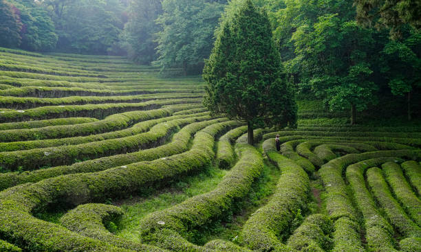 istock Beautiful green tea plantation landscape on a sloping mountain hill. 1403917445