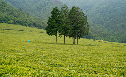 Beautiful green tea field scenery of Boseong Daehan Tea Garden on a sloping mountain hill.