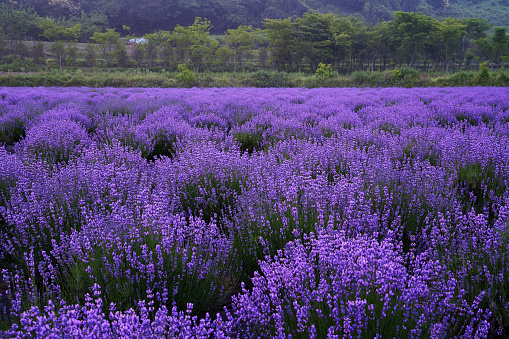 A purple lavender flower field at the Lavender Experience Center in Seoreosil Village, Gwangyang.