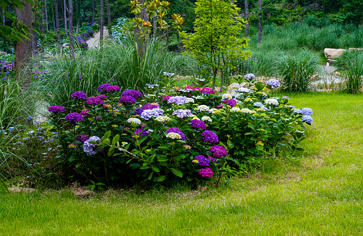 Luxurious flower bed in the summer city garden. Wide photo.