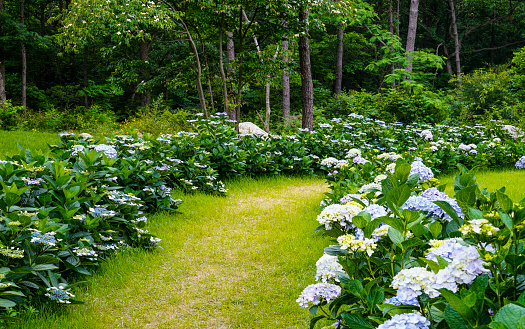 A beautiful field of hydrangeas at Haenam 4rest Arboretum.