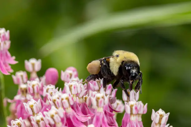 Photo of Closeup of pollen basket or sac of Eastern Bumble Bee on swamp milkweed wildflower. Pollination, insect and nature conservation, and backyard flower garden concept.