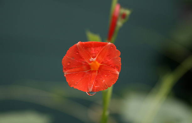 Star flor de - foto de acervo