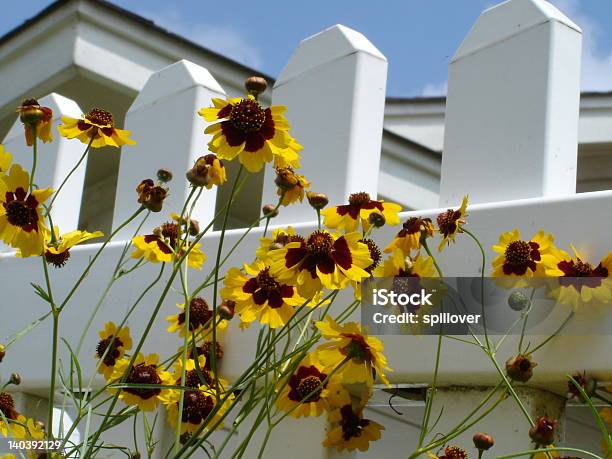 Photo libre de droit de Fleurs Jaunes En Blanc Palissade banque d'images et plus d'images libres de droit de Blanc - Blanc, Clôture, Couleur verte