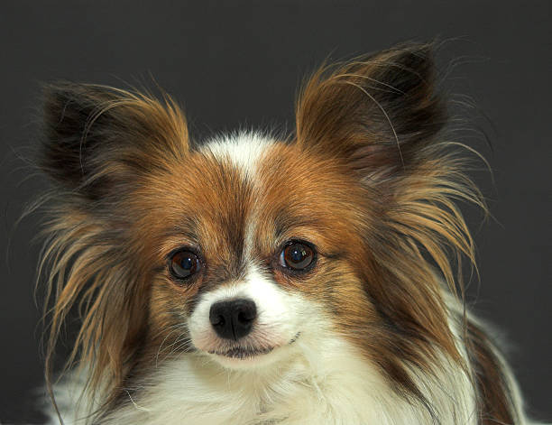 istock Papillon Dog on black background 1 140392179