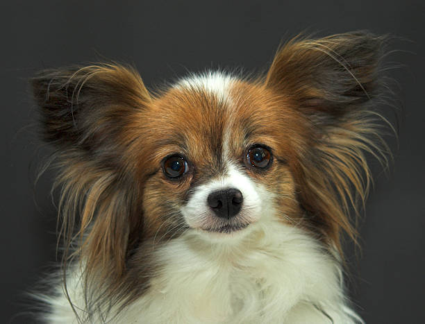 istock Papillon dog on a black background 2 140392194
