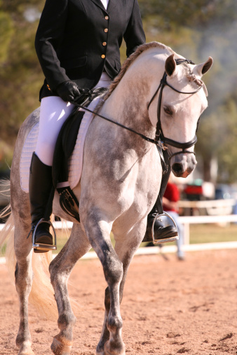 grey arabian dressage horse in event