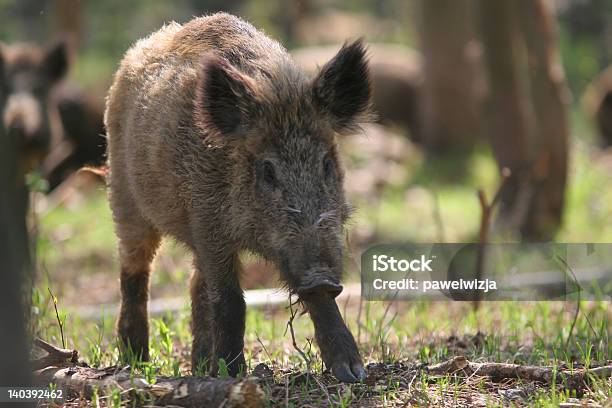 猪の森 - ヨーロッパのストックフォトや画像を多数ご用意 - ヨーロッパ, 人物なし, 写真