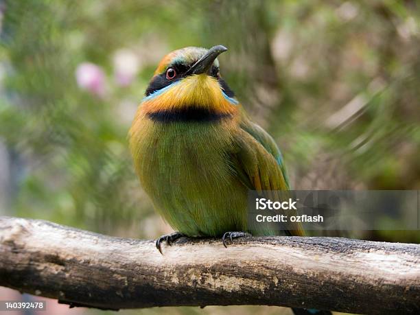 Foto de Abelharuco e mais fotos de stock de Abelharuco - Abelharuco, Asa animal, Austrália