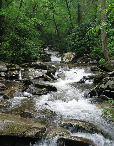 Smoky Mountains - foto de acervo