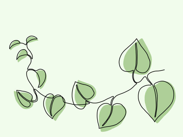 단순 아이비 연속 자유형 그리기. - backgrounds ivy leaf green stock illustrations