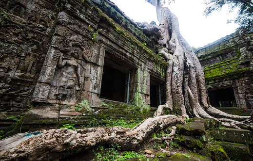 Ta Prohm, an ancient sandstone castle covered in large tree roots, is located in Angkor Wat, Siem Reap, Cambodia.