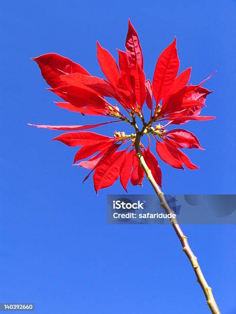 Fiore Di Stella Di Natale - Fotografie stock e altre immagini di Albero - Albero, Bellezza naturale, Blu