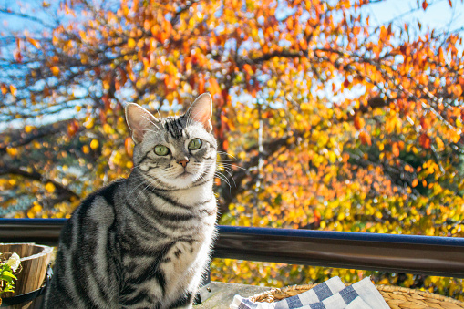 Cat and autumn leaves