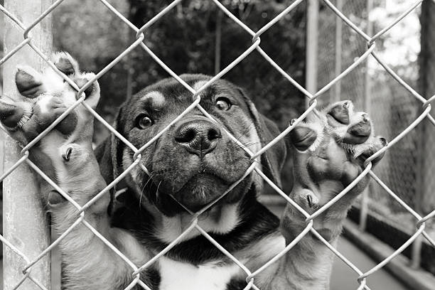 Pup in a pen.....Look at me stock photo