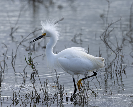 Close-up of a snowy egret with spiky feathers