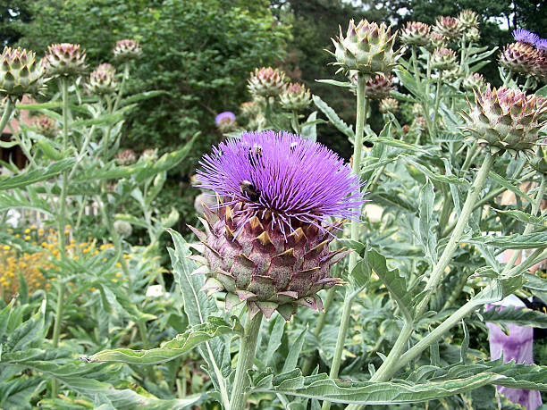 Ræv Demokrati Dovenskab Artichoke Cynara Scolymus Stock Photo - Download Image Now - Artichoke,  Plant, Botany - iStock