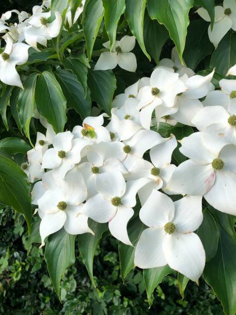 istock White flowers closeup 1403927589