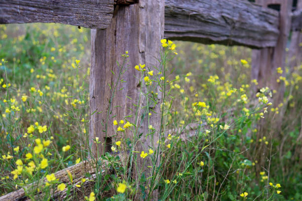 istock fence in field and wildflowers 1403927629