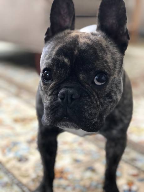 istock French bulldog looking guilty 1403927633
