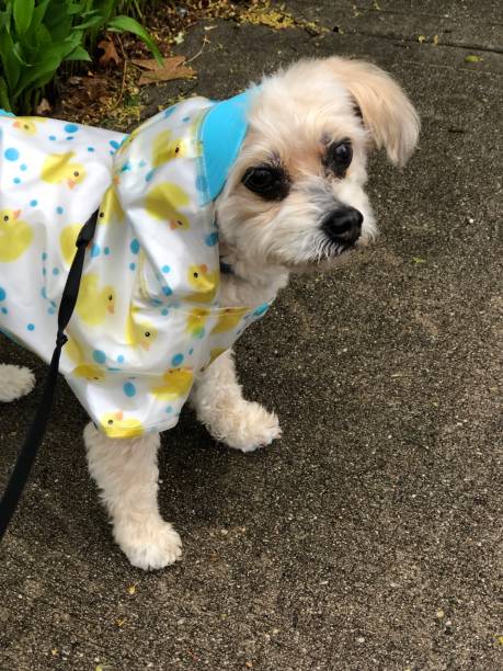 istock Small furry dog with raincoat 1403927731