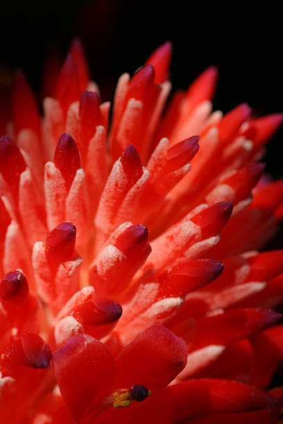 istock Close-up of unusual spiky red flower 140392818