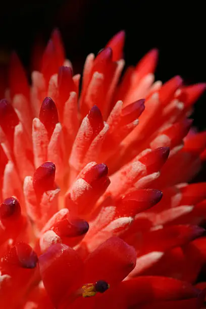 Photo of Close-up of unusual spiky red flower